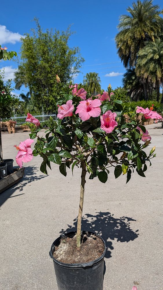 hibiscus-rosa-sinensis-seminole-pink-tropical-hibiscus