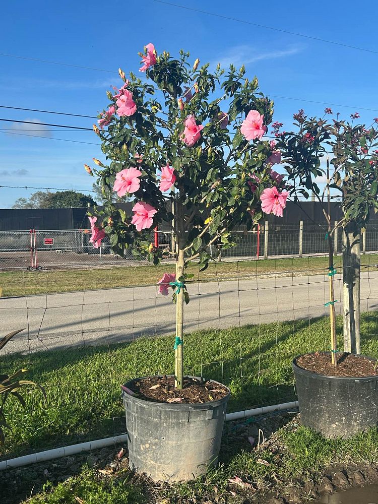 hibiscus-rosa-sinensis-seminole-pink-tropical-hibiscus