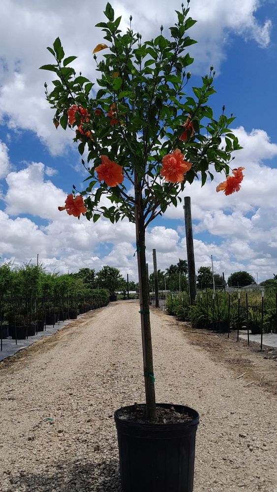 hibiscus-rosa-sinensis-spp-tropical-hibiscus