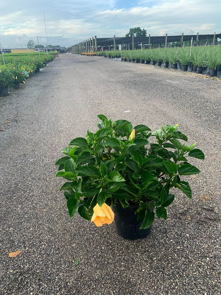 hibiscus-rosa-sinensis-sunset-yellow-tropical-hibiscus