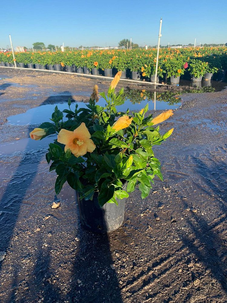 hibiscus-rosa-sinensis-sunset-yellow-tropical-hibiscus