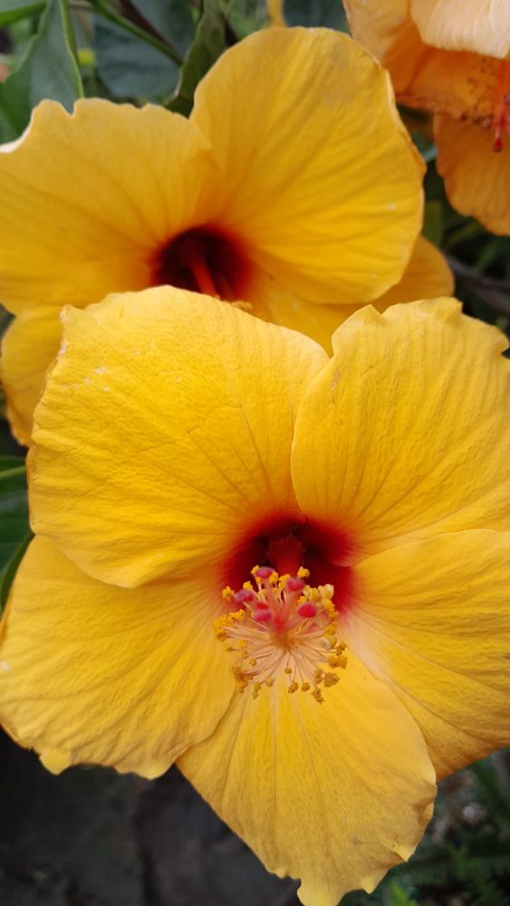 hibiscus-rosa-sinensis-tequila-tropical-hibiscus