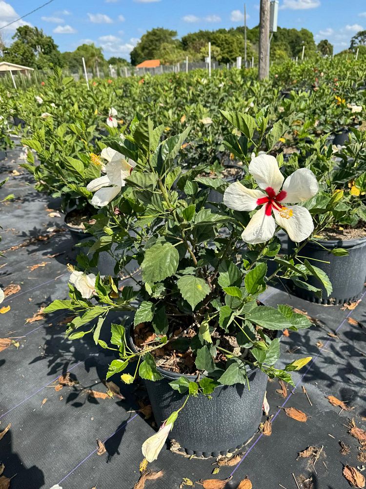 hibiscus-rosa-sinensis-white-wings-tropical-hibiscus