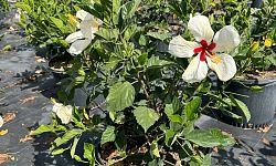 hibiscus-rosa-sinensis-white-wings-tropical-hibiscus