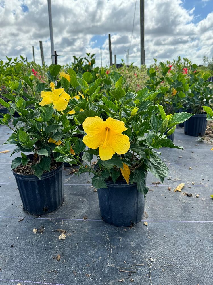 hibiscus-rosa-sinensis-yellow-tropical-hibiscus