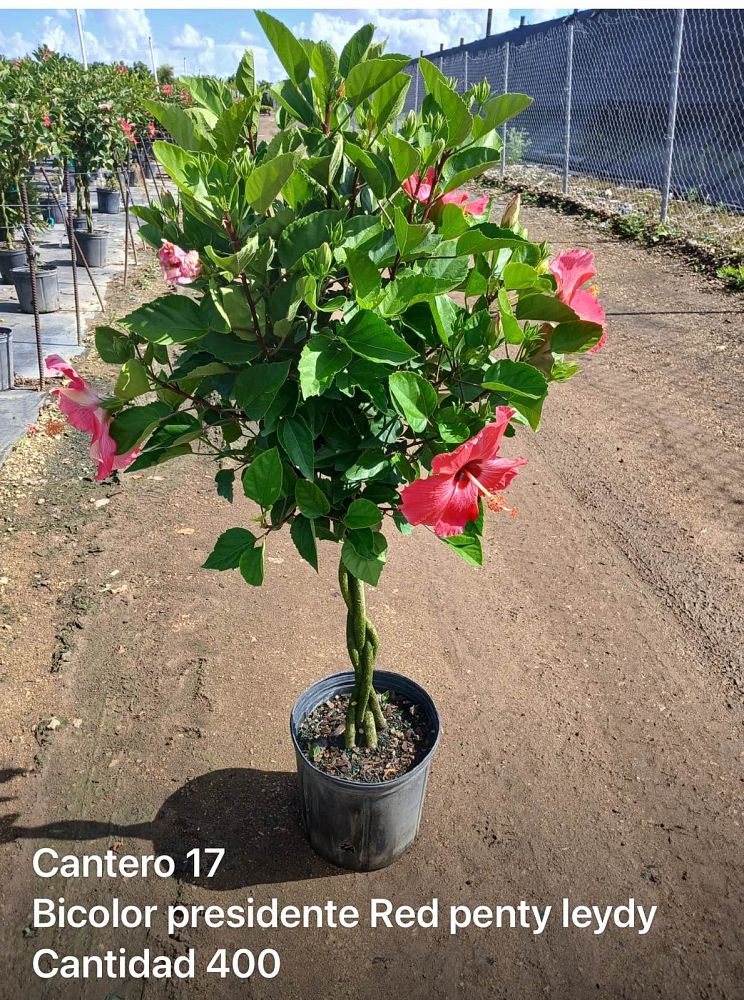 hibiscus-syriacus-bicolor-rose-of-sharon