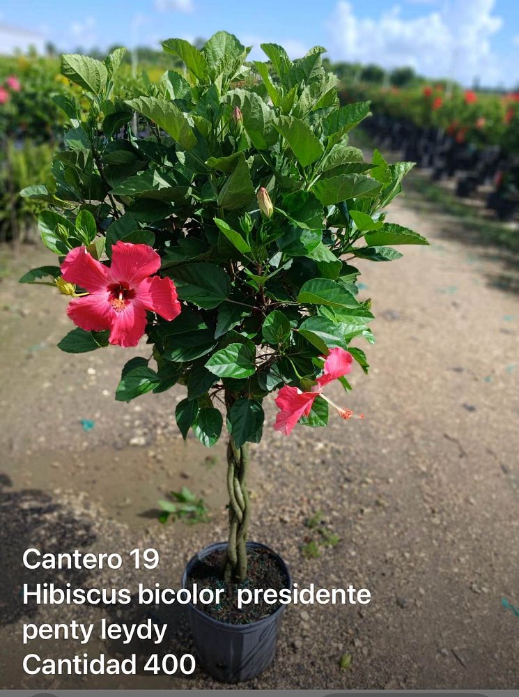 hibiscus-syriacus-bicolor-rose-of-sharon