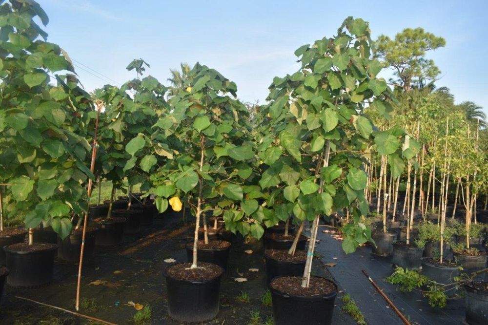 hibiscus-tiliaceus-mahoe-sea-hibiscus