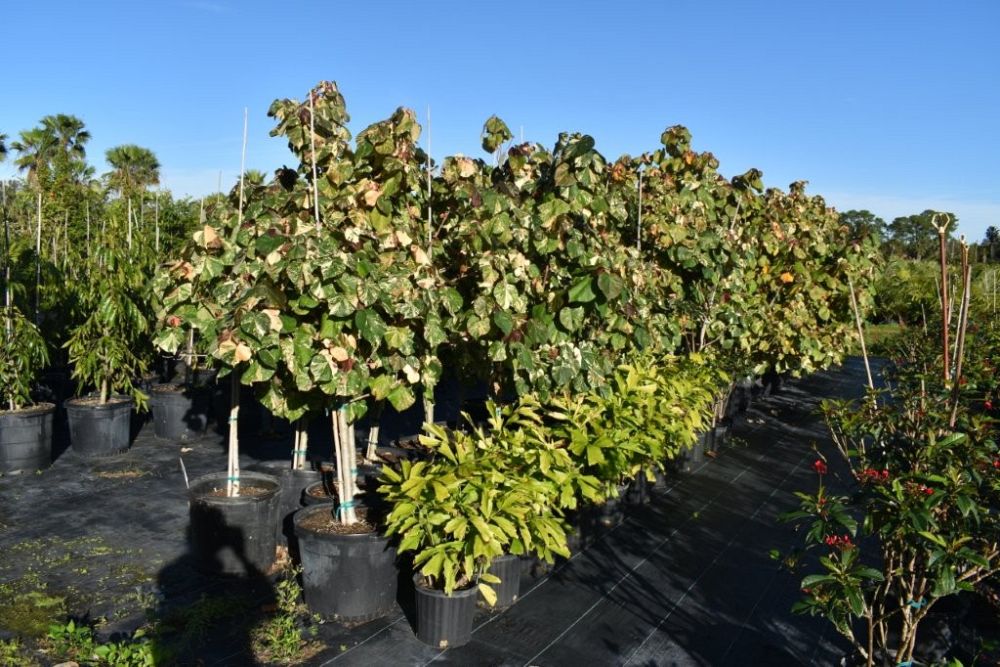 hibiscus-tiliaceus-variegata-mahoe-sea-hibiscus