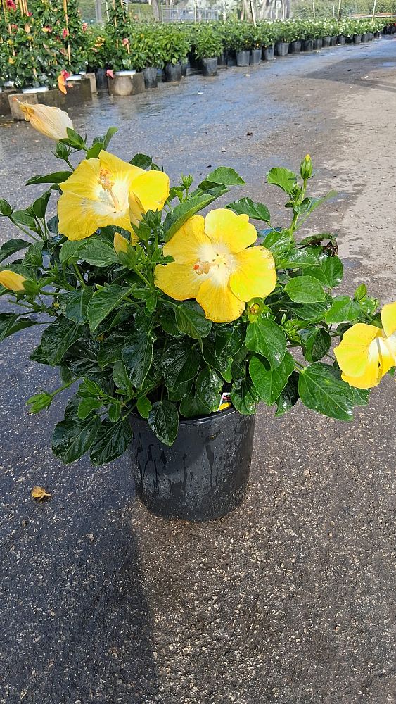 hibiscus-tradewinds-bonaire-wind-tropical-hibiscus-rosa-sinensis