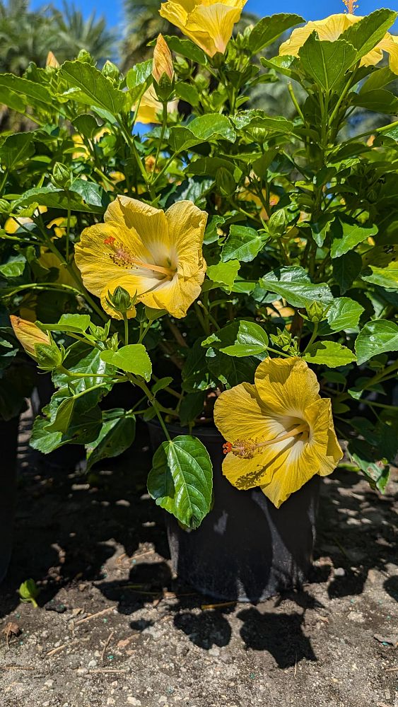 hibiscus-tradewinds-bonaire-wind-tropical-hibiscus-rosa-sinensis