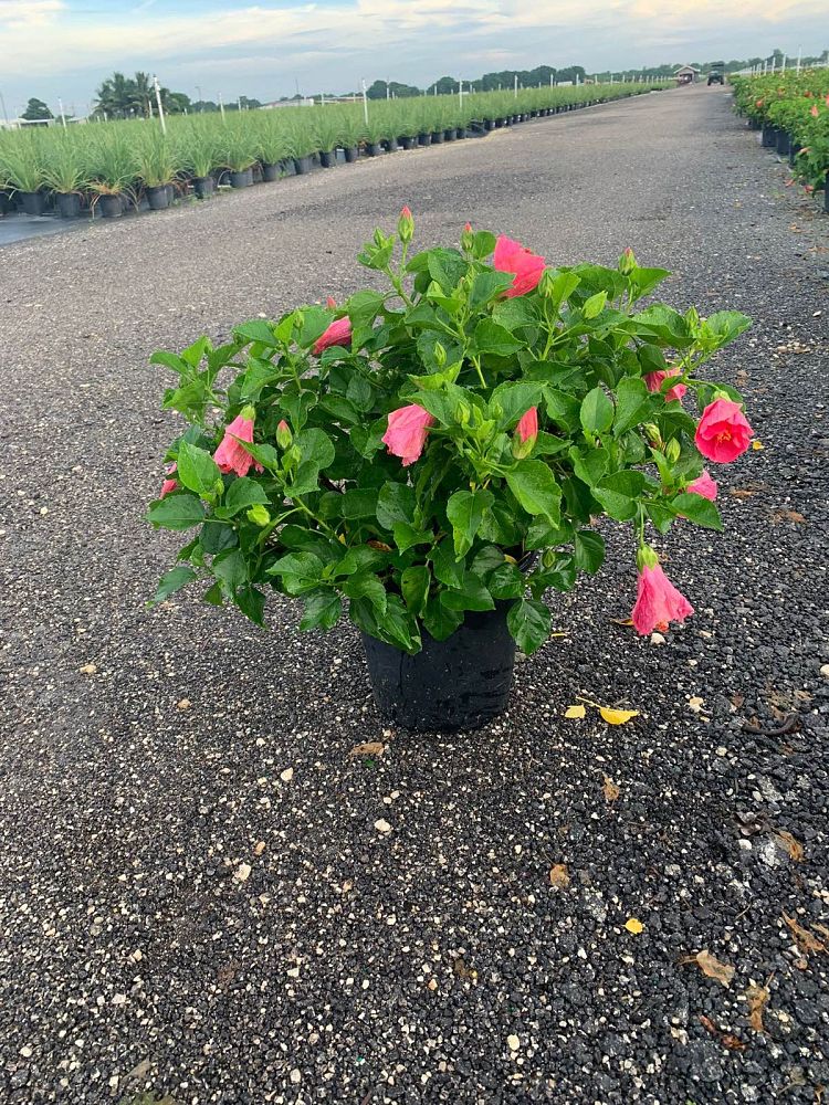 hibiscus-tradewinds-cayman-wind-tropical-hibiscus-rosa-sinensis