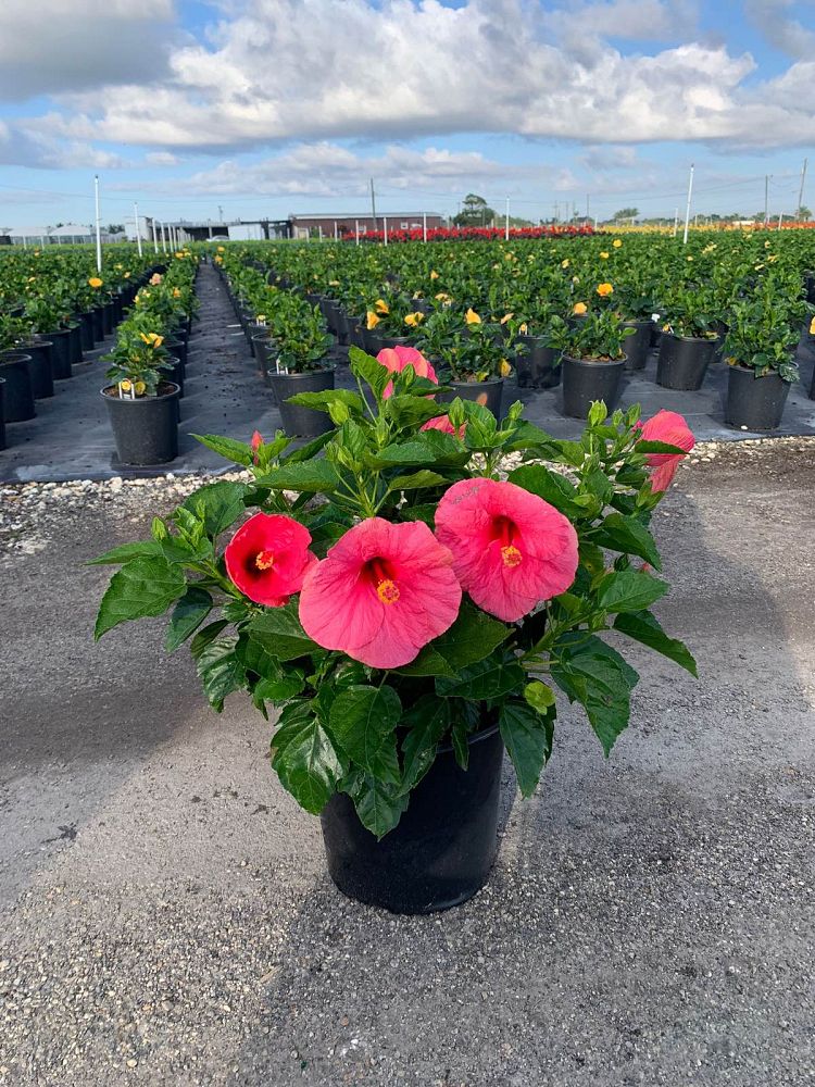 hibiscus-tradewinds-cayman-wind-tropical-hibiscus-rosa-sinensis