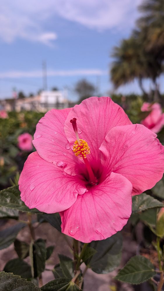 hibiscus-tradewinds-cayman-wind-tropical-hibiscus-rosa-sinensis