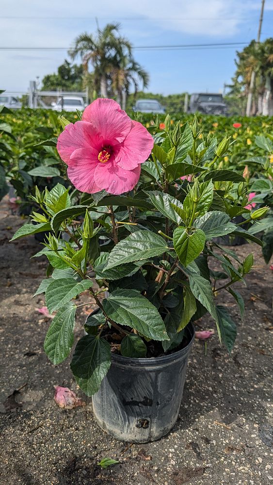 hibiscus-tradewinds-cayman-wind-tropical-hibiscus-rosa-sinensis