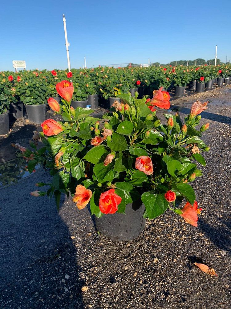 hibiscus-tradewinds-orange-sunset-wind-tropical-hibiscus-rosa-sinensis