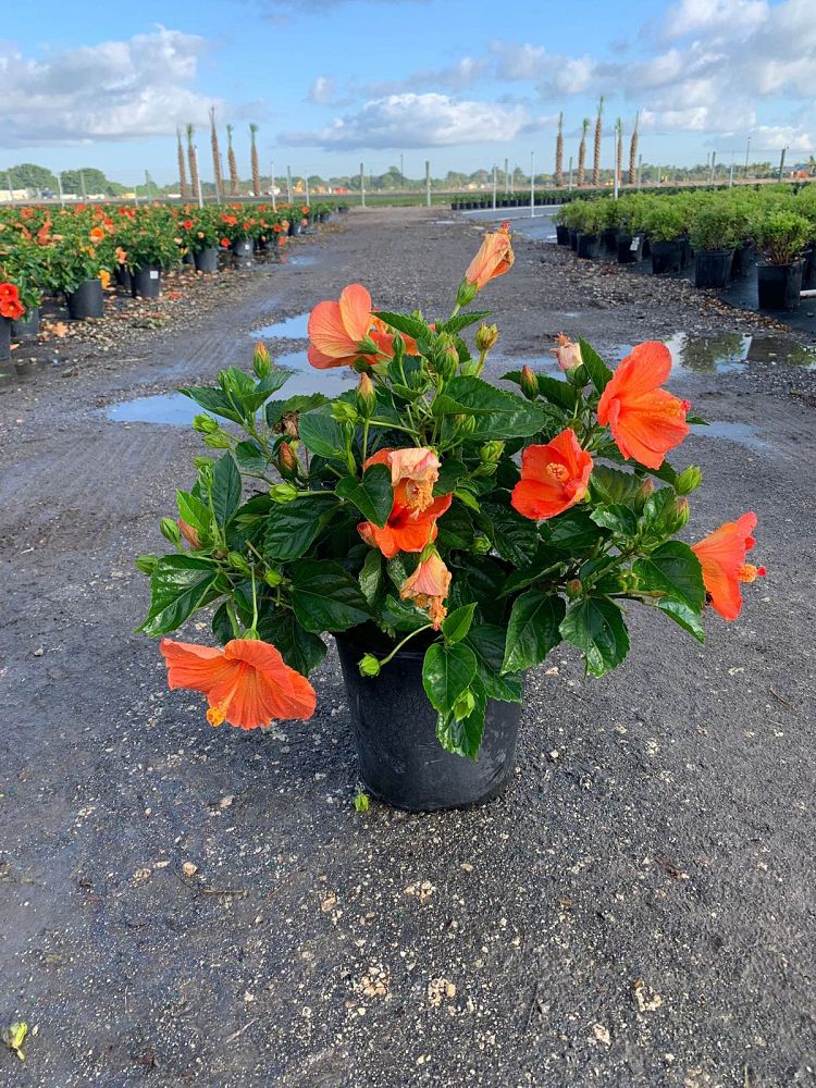 hibiscus-tradewinds-orange-sunset-wind-tropical-hibiscus-rosa-sinensis