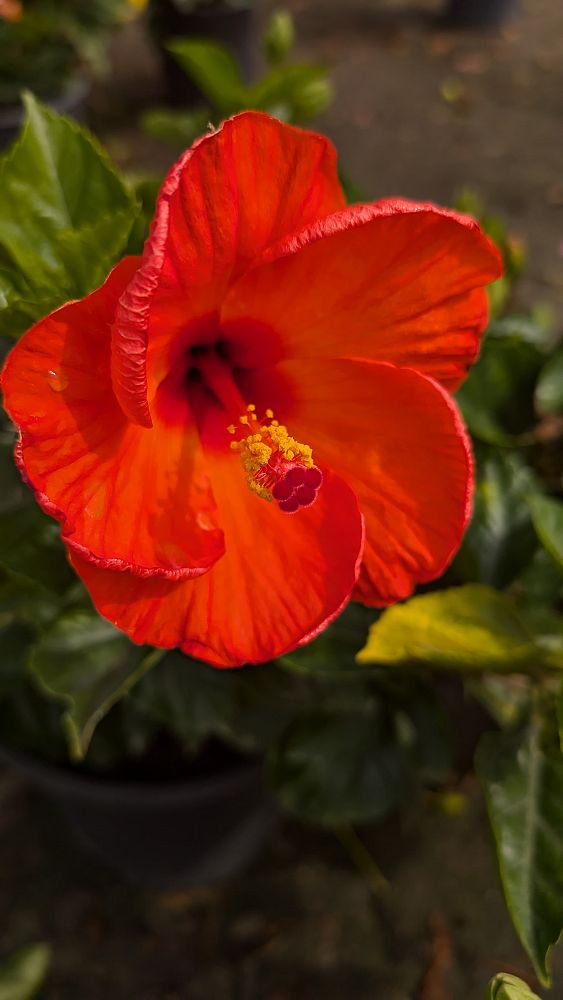 hibiscus-tradewinds-orange-sunset-wind-tropical-hibiscus-rosa-sinensis