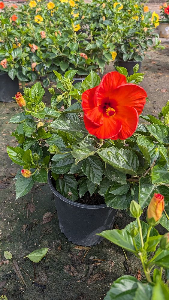 hibiscus-tradewinds-orange-sunset-wind-tropical-hibiscus-rosa-sinensis