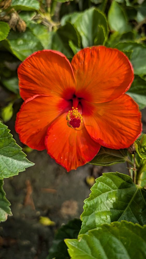 hibiscus-tradewinds-orange-sunset-wind-tropical-hibiscus-rosa-sinensis