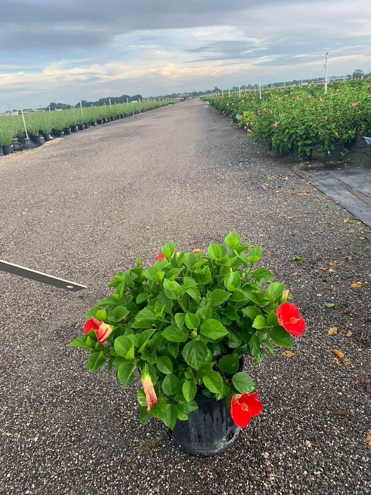 hibiscus-tradewinds-passion-wind-tropical-hibiscus-rosa-sinensis