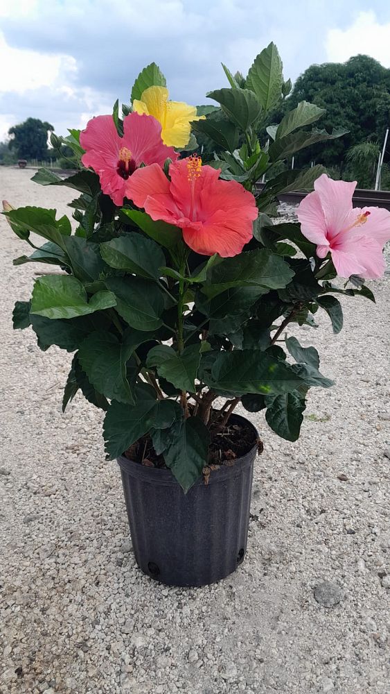 hibiscus-tricolor