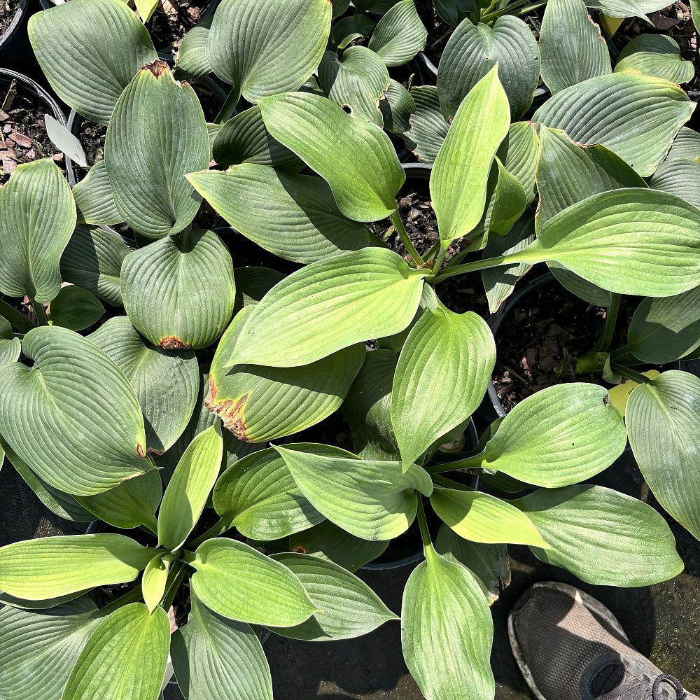 hosta-blue-angel-plantain-lily