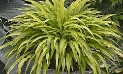 hosta-curly-fries