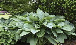 hosta-empress-wu-plantain-lily