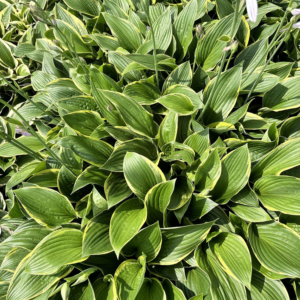 hosta-fortunei-aureomarginata-plantain-lily