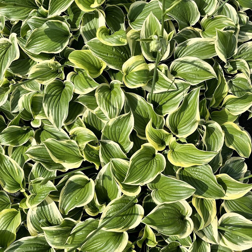 hosta-fragrant-dream