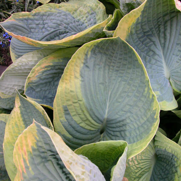 hosta-frances-williams-plantain-lily