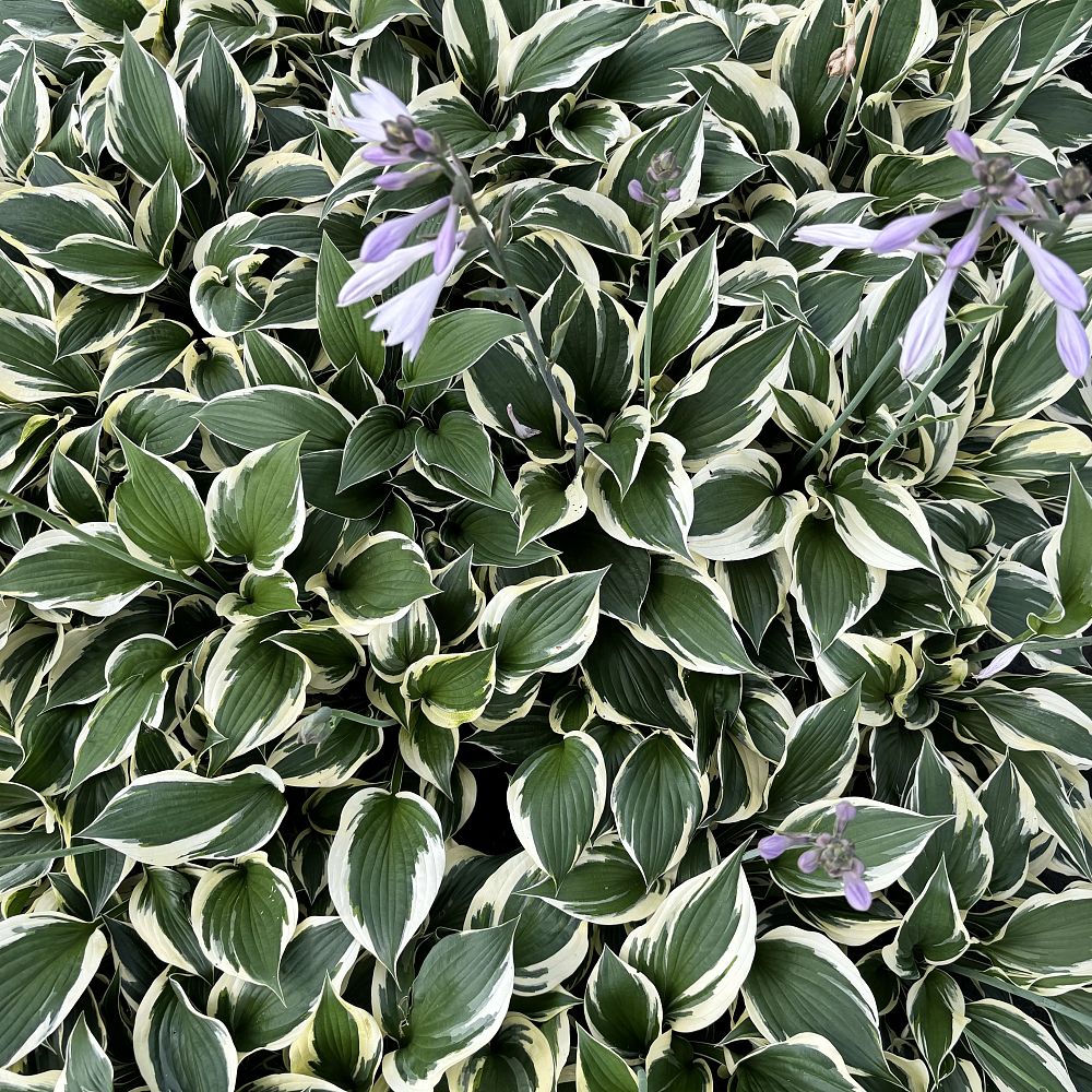 hosta-minuteman-plantain-lily