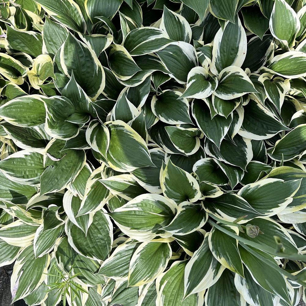 hosta-patriot-plantain-lily