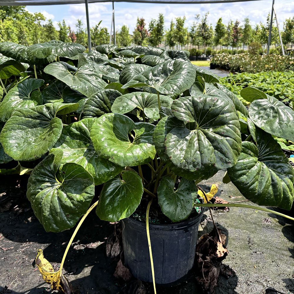 hosta-rosedale-tractor-seat