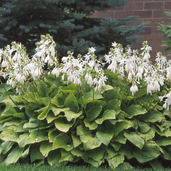 hosta-royal-standard-plantain-lily