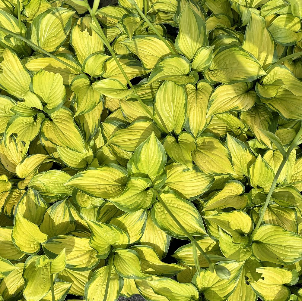 hosta-stained-glass-plantain-lily