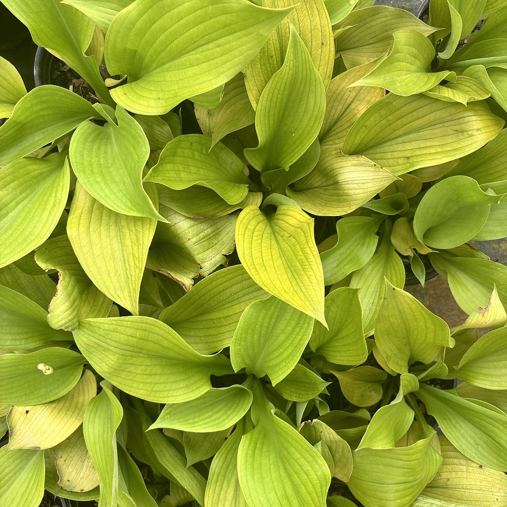 hosta-sum-substance-plantain-lily