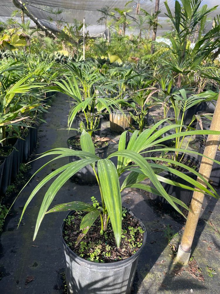 howea-forsteriana-kentia-palm