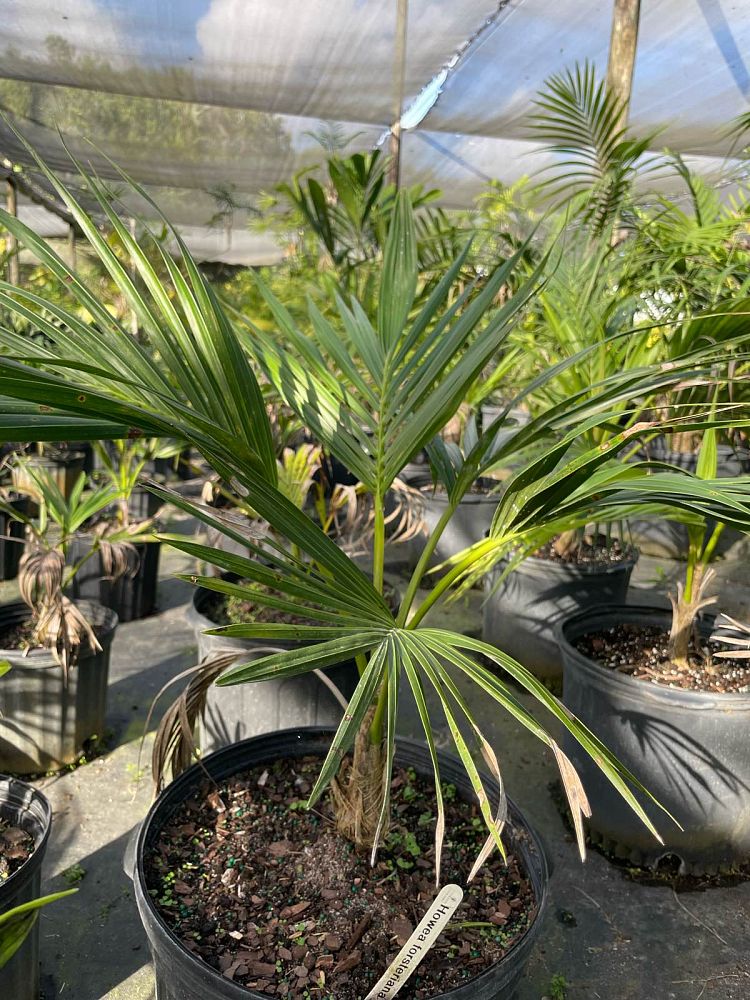 howea-forsteriana-kentia-palm