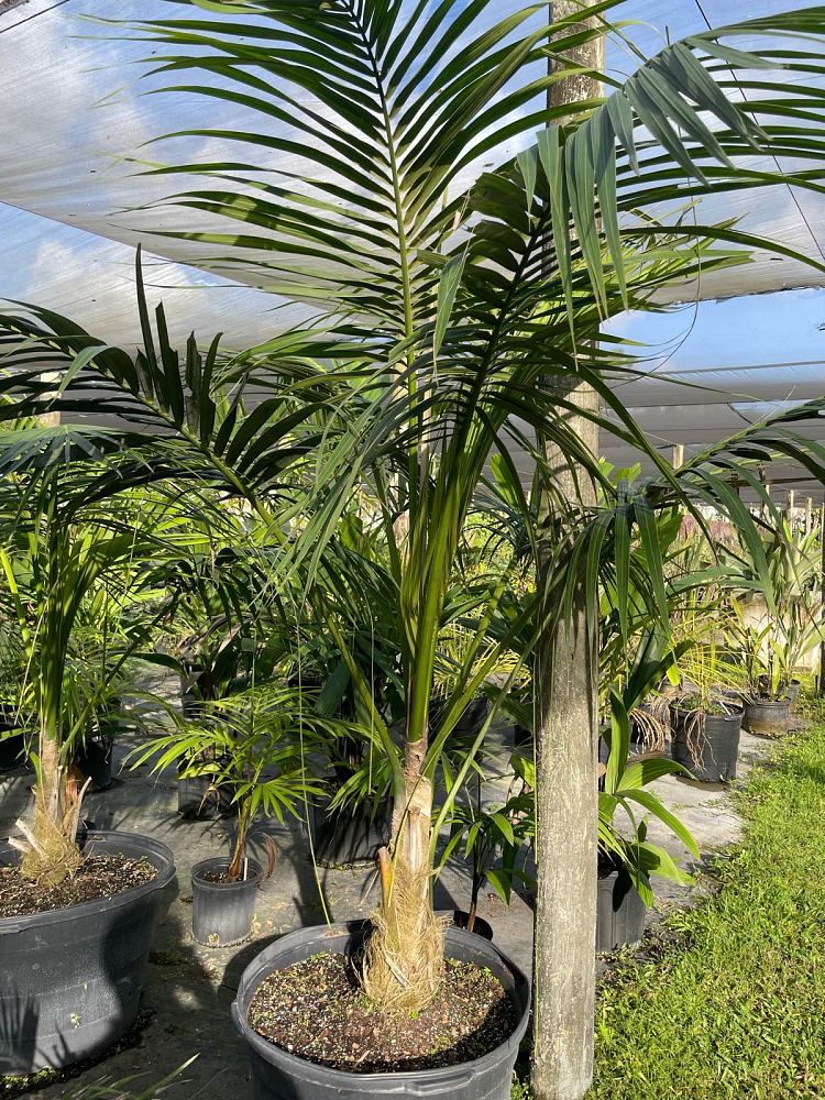 howea-forsteriana-kentia-palm