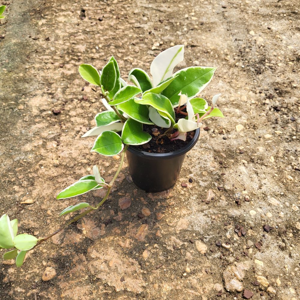 hoya-carnosa-krimson-queen-wax-vine-plant