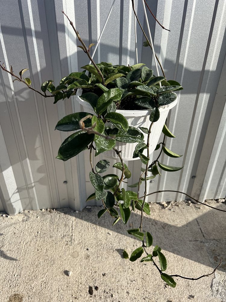 hoya-carnosa-wax-vine-plant