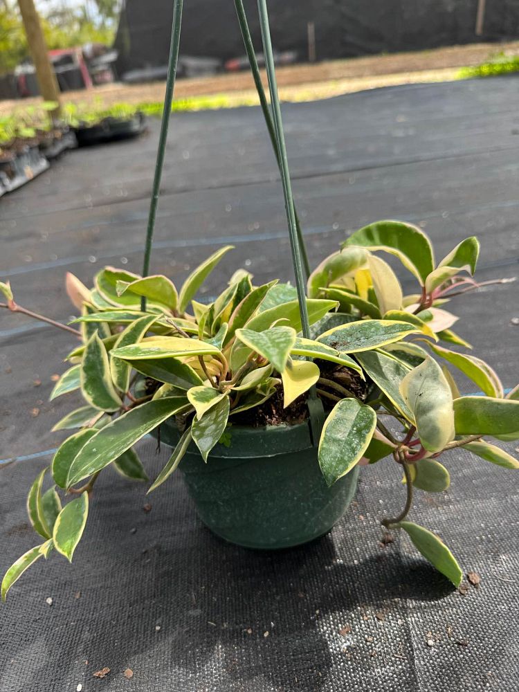 hoya-carnosa-wax-vine-plant