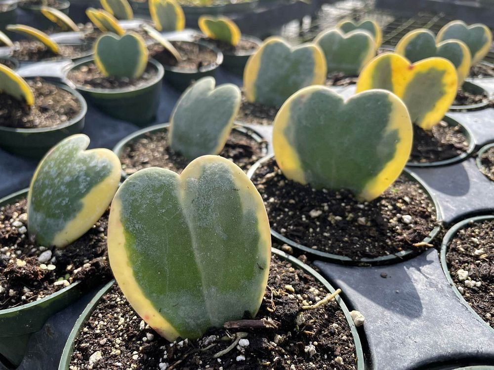 hoya-kerrii-variegata-variegated-heart-leaf-hoya