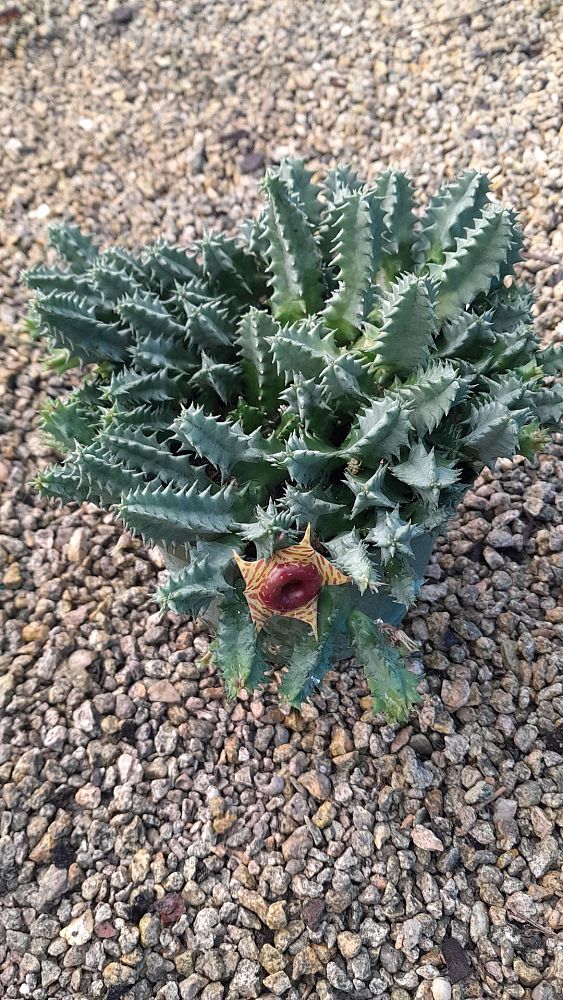 huernia-zebrina-lifesaver-plant