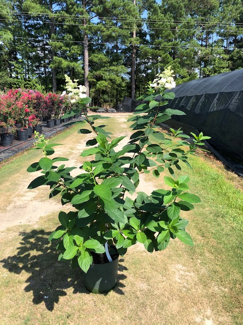 hydrangea-paniculata-kyushu-panicle-hydrangea