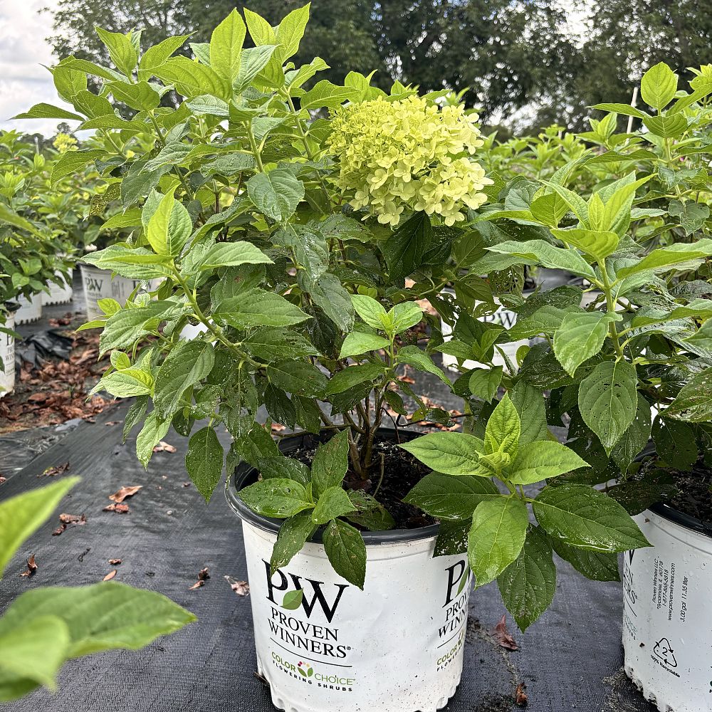 hydrangea-paniculata-limelight-limelight-hardy-hydrangea