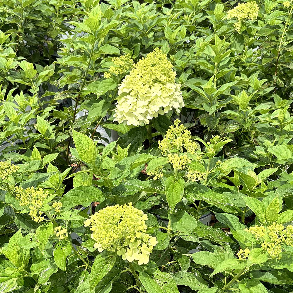 hydrangea-paniculata-limelight-limelight-hardy-hydrangea