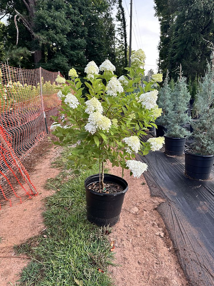 hydrangea-paniculata-limelight-limelight-hardy-hydrangea